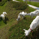 Imagen para el artículo titulado Amazon contrata cabras que le mantienen su jardín en Japón